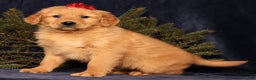 Golden Retriever dogs for sale: Dallas - Ad 2