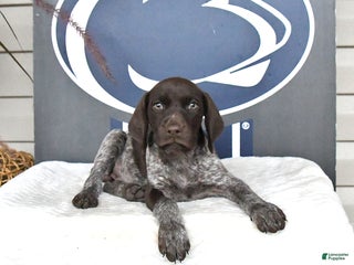 German Shorthaired Pointer dogs - Ad 10