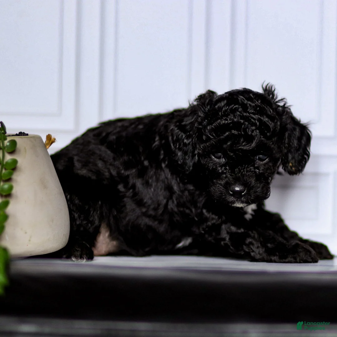 Mini Goldendoodle dogs for sale: Mindy - Ad 2