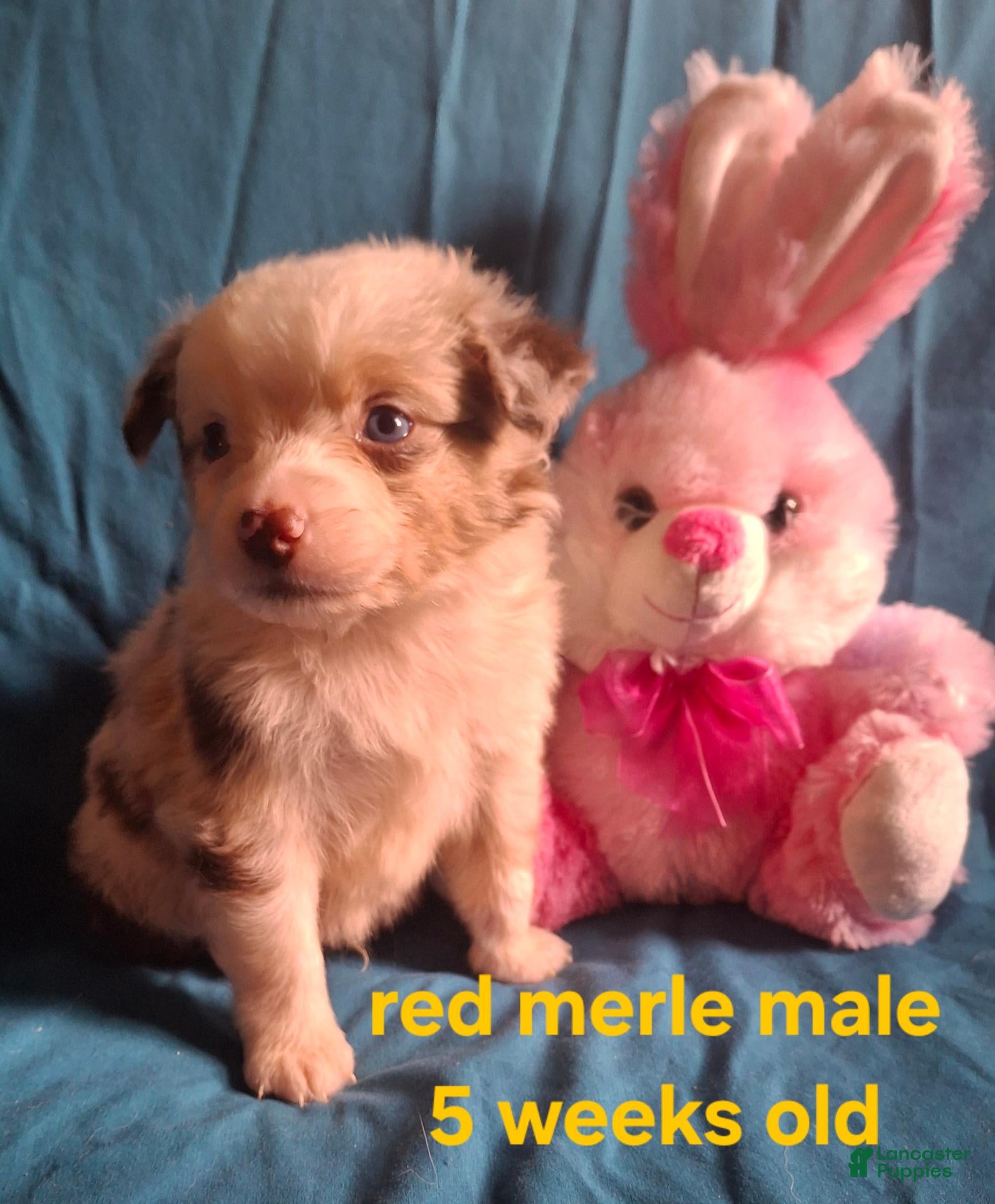 Australian Shepherd