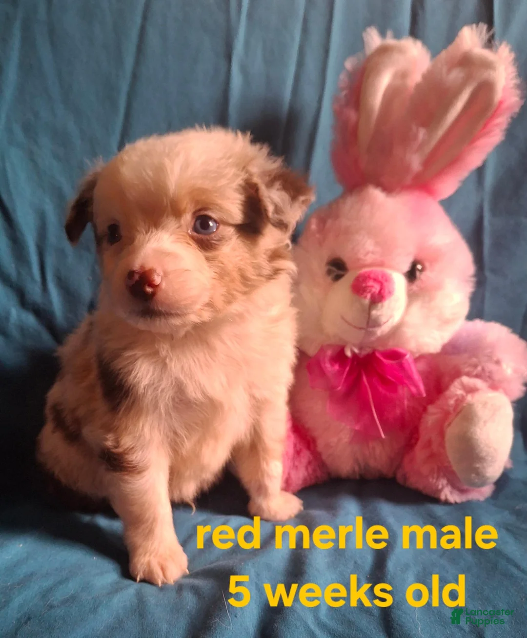 Toy Australian Shepherd dogs for sale: Toy Australian Shepherd 3 - Ad 1