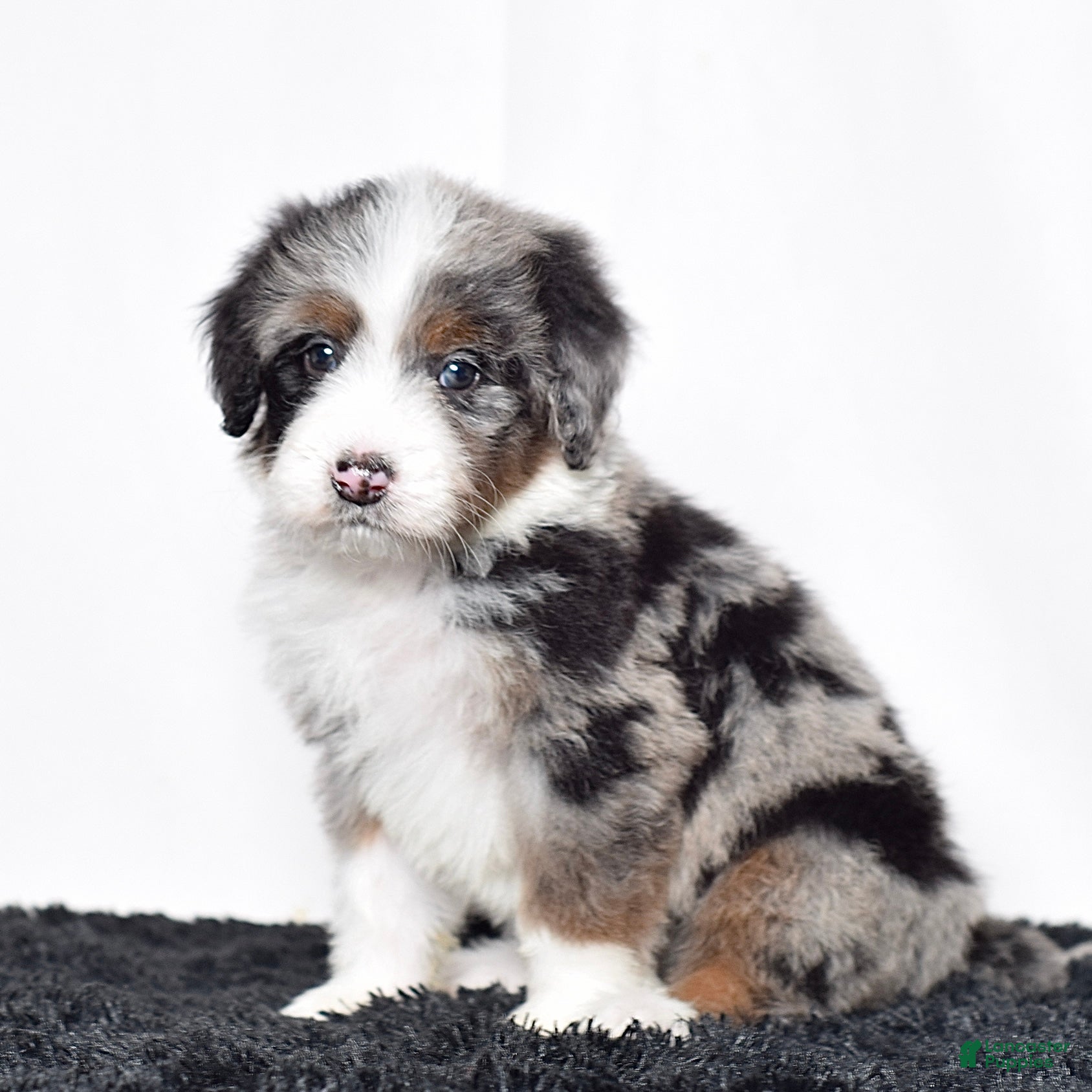 Bernedoodle dogs Ms. Olivia - Ad 2