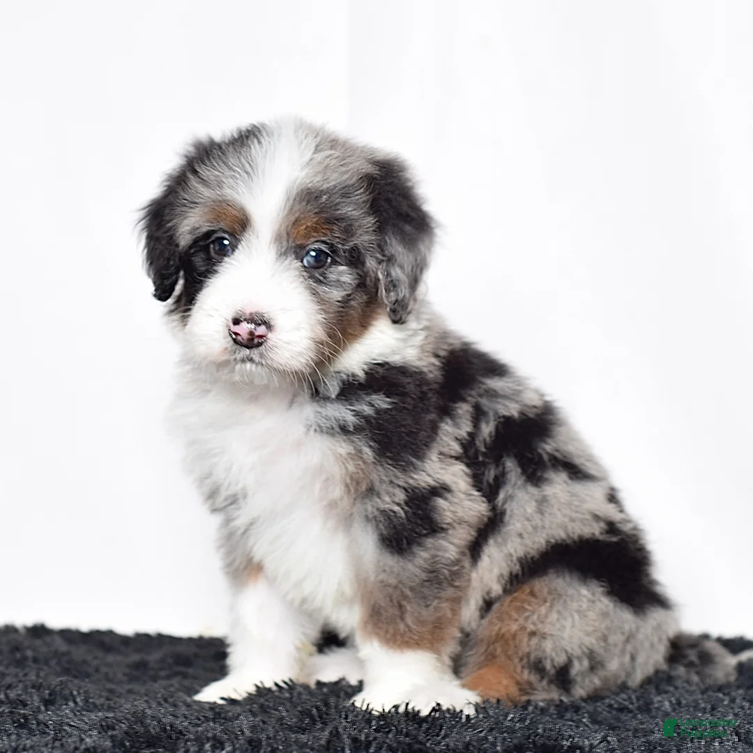Bernedoodle dogs for sale: Ms. Olivia - Ad 2