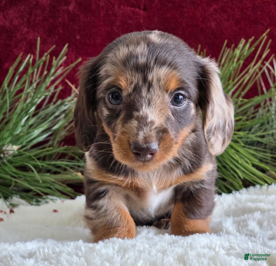 Miniature Dachshund dogs for sale: Kylie  - Ad 8