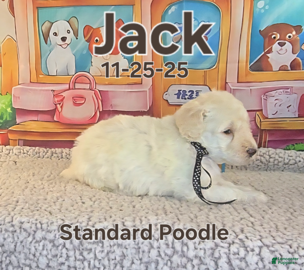Standard Poodle dogs Jack - Ad 28