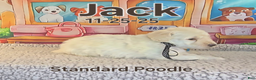 Standard Poodle dogs for sale: Jack - Ad 1