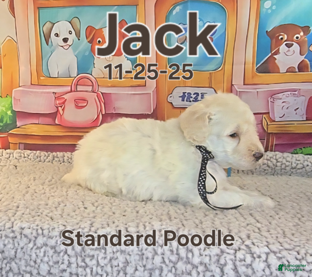 Standard Poodle dogs for sale: Jack - Ad 1
