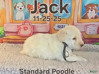 Standard Poodle dogs Jack - Ad 16