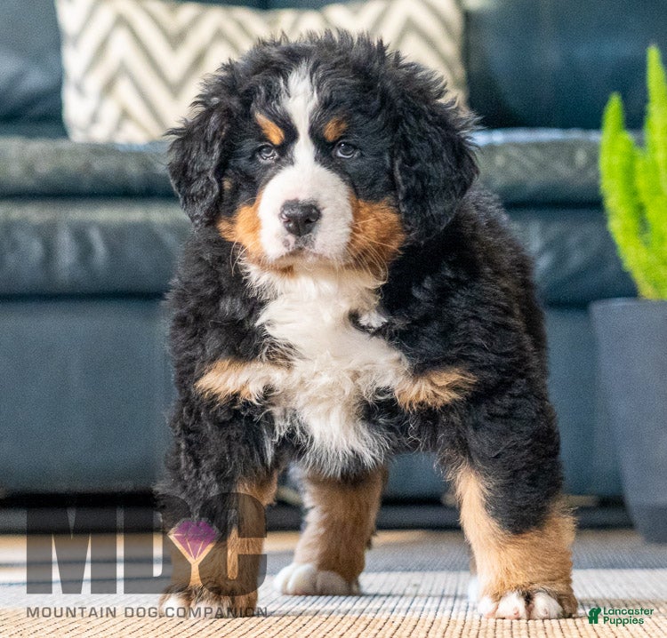 Bernese Mountain Dog dogs Dani - Ad 36