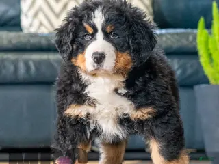 Bernese Mountain Dog dogs Dani - Ad 6