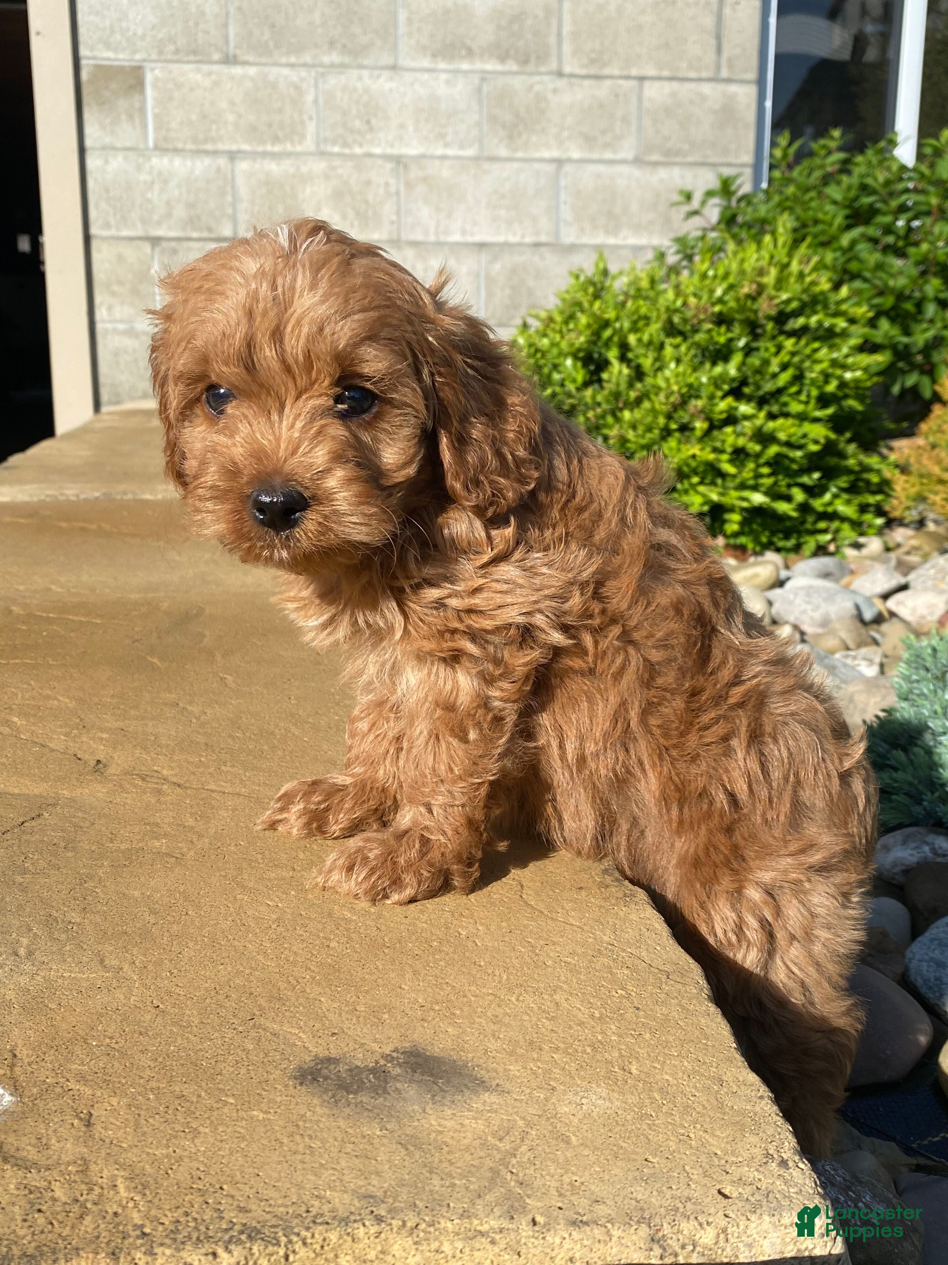 Cavapoo dogs Winston - Ad 2