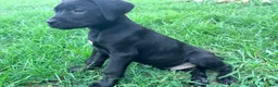 Cane Corso dogs for sale: Dean AKC green collar - Ad 12
