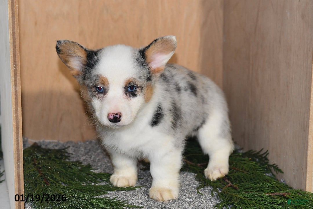 Welsh Corgi Pembroke dogs for sale: Kai  - Ad 3