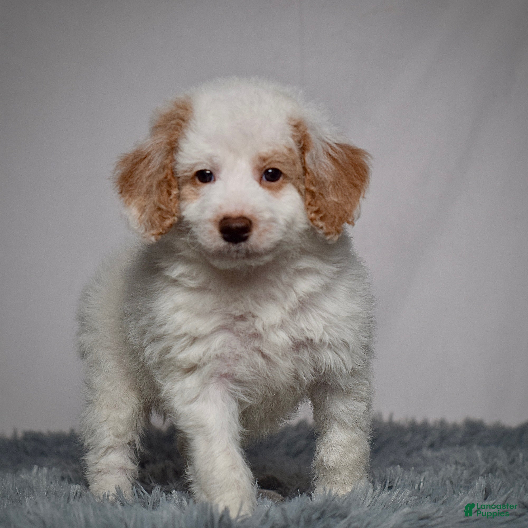 Mini Goldendoodle dogs Mr. Ollie - Ad 8