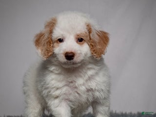 Mini Goldendoodle dogs Mr. Ollie - Ad 6