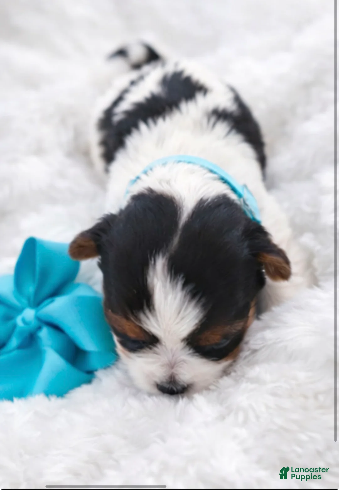 Biewer Terrier dogs for sale: Romeo  - Ad 2