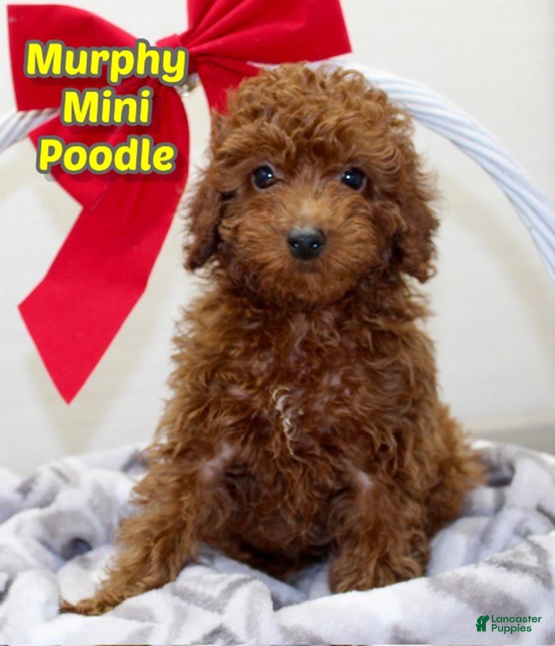 Miniature Poodle dogs for sale: Murphy - Ad 1