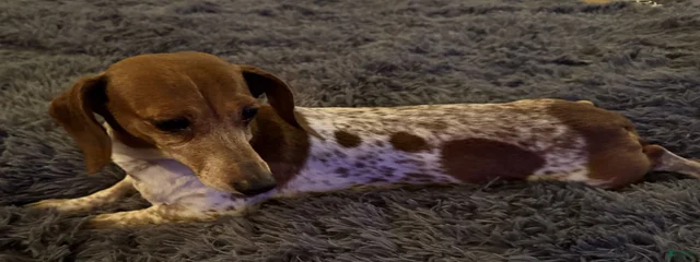 Bailey