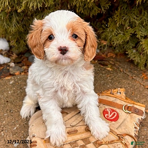 Cavapoo dogs Clementine - Ad 20