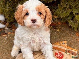Cavapoo dogs Clementine - Ad 15