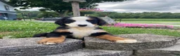 Bernese Mountain Dog dogs for sale: Callie - Ad 7