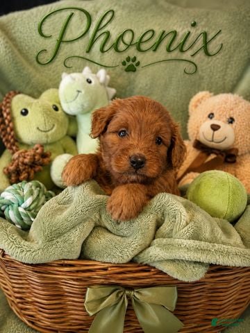 Mini Goldendoodle dogs Pheonix - Ad 1