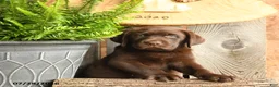 Labrador Retriever dogs for sale: Tucker - Ad 4
