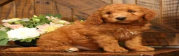 Mini Goldendoodle dogs for sale: Dallas - Ad 5