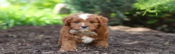 Cavapoo dogs for sale: Theo - Ad 3