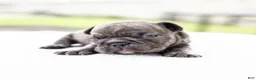 French Bulldog dogs for sale: Ned - Ad 10