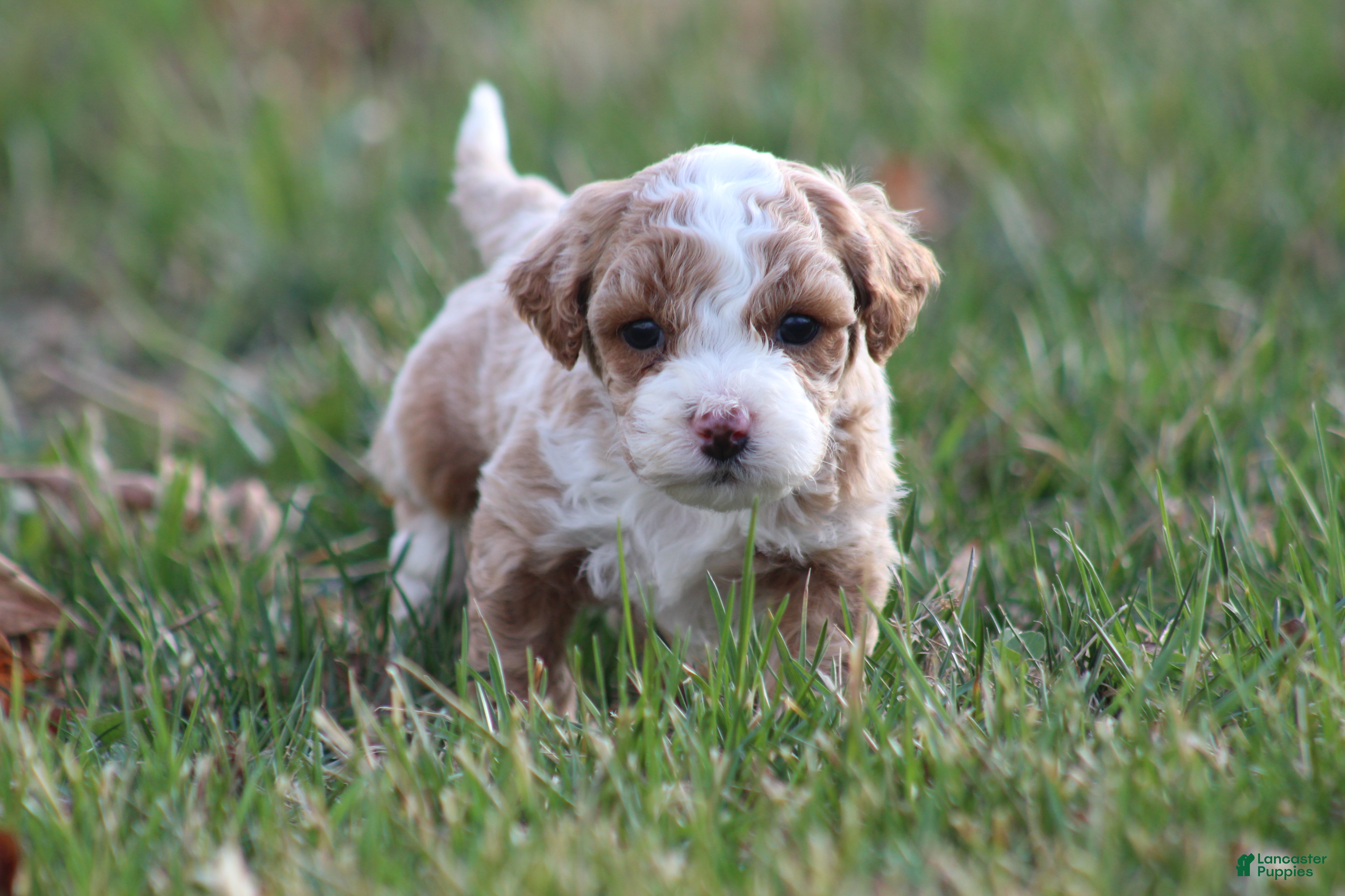 Bichpoo dogs Milo - Ad 2