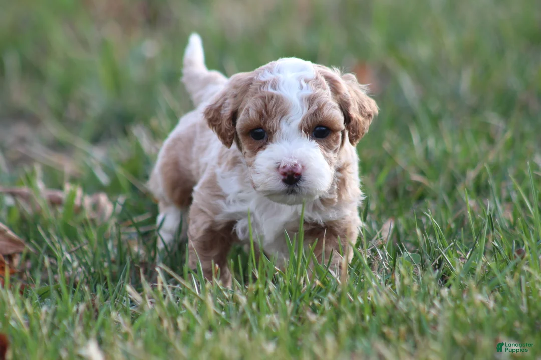 Bichpoo dogs for sale: Milo - Ad 2