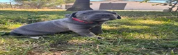 Cane Corso dogs for sale: Red  - Ad 5