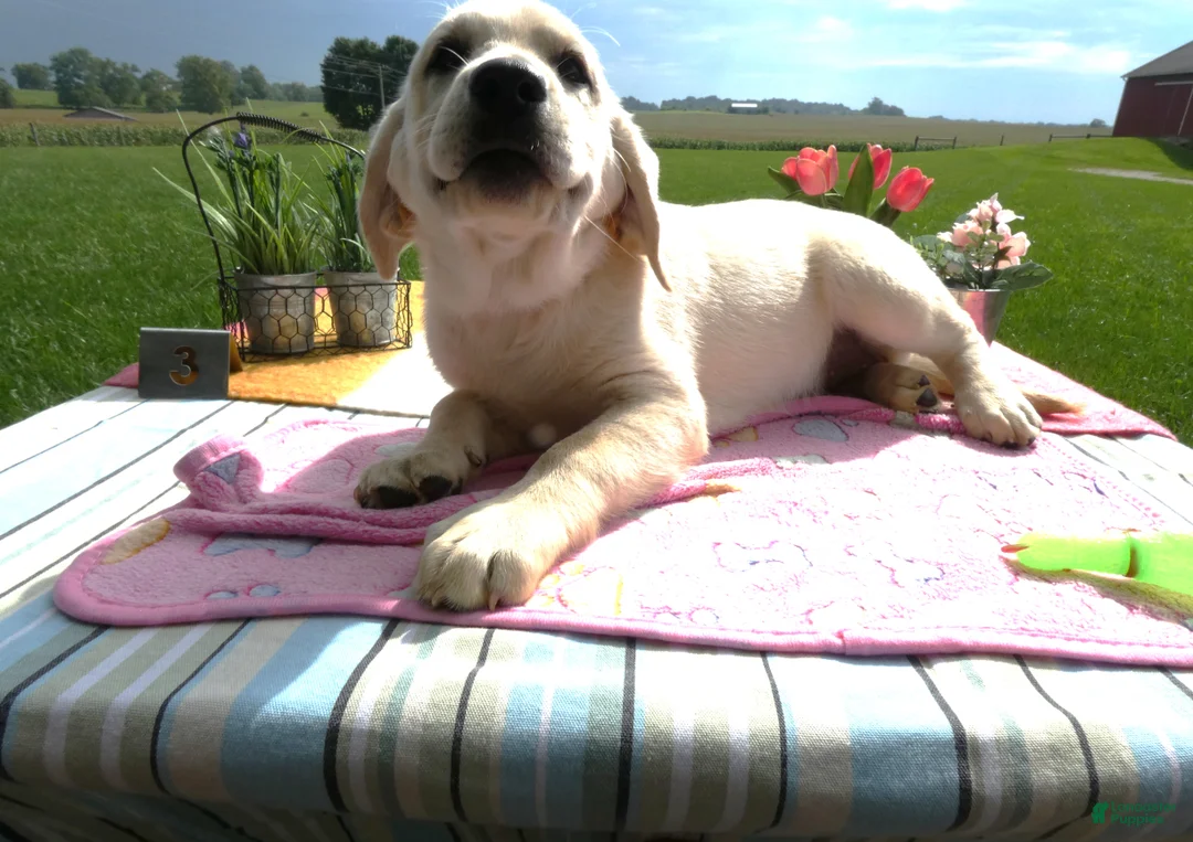 Labrador Retriever dogs for sale: Labrador Retriever 3 Skye - Ad 2