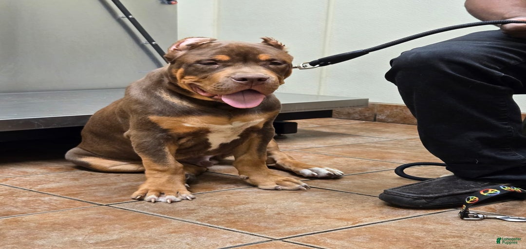 Gallery Image {{count}}