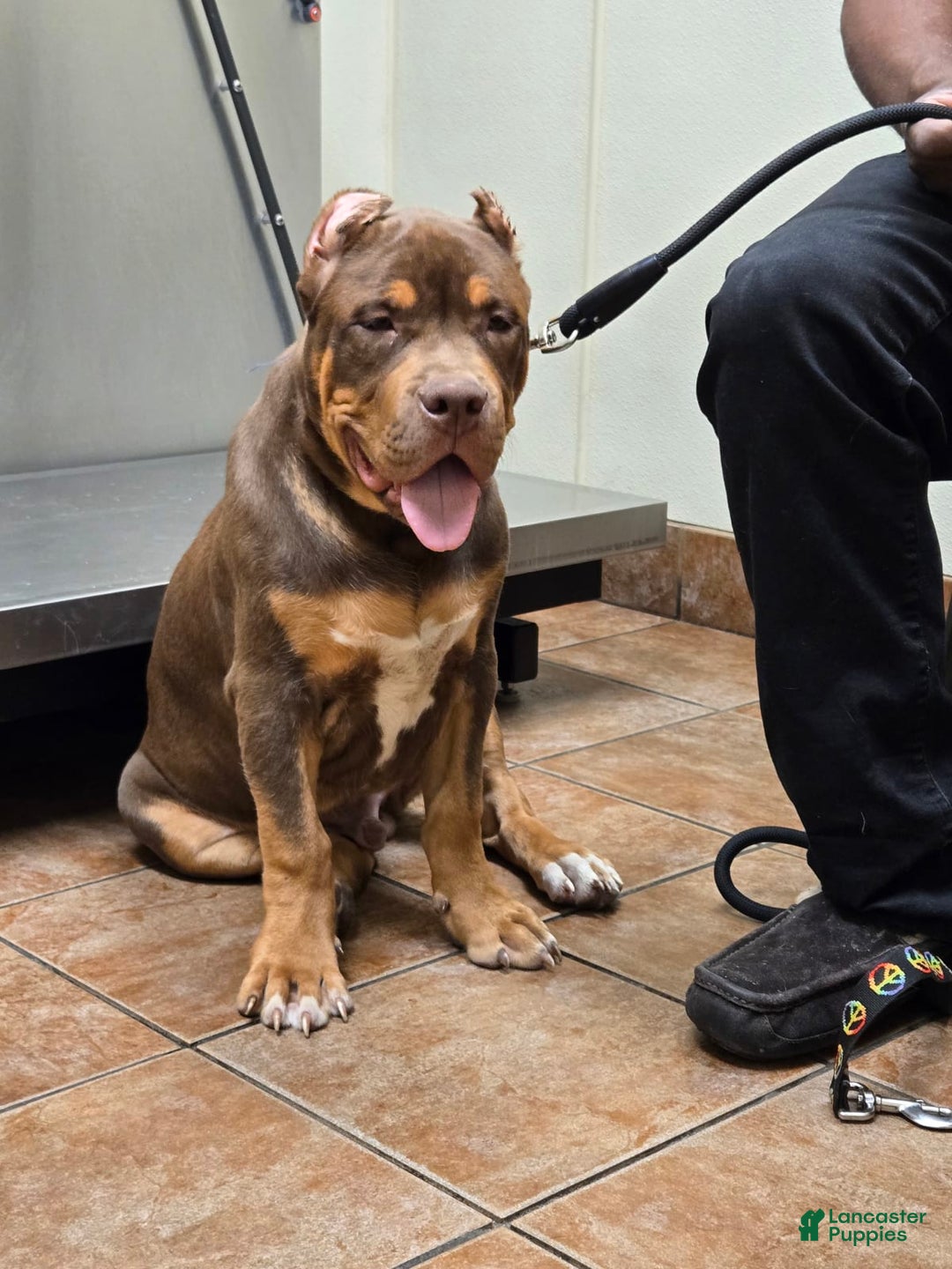 Gallery Image {{count}}