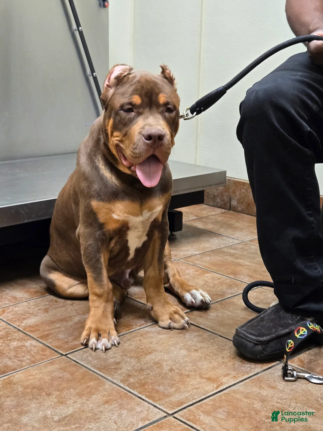 Gallery Image {{count}}