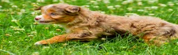 Mini Aussiedoodle dogs for sale: Goldie - Ad 7
