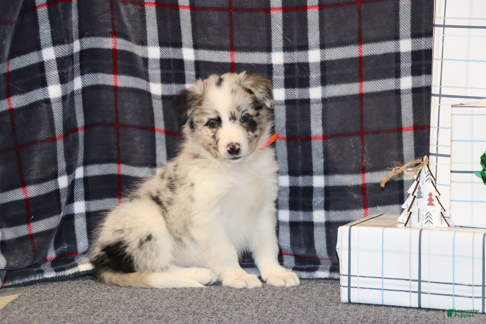 Border Collie dogs  molly - Ad 16