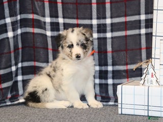 Border Collie dogs molly - Ad 16