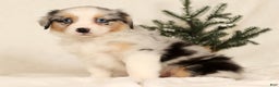 Miniature Australian Shepherd dogs for sale: Tulip - Ad 6