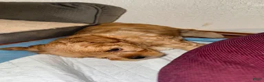 Mixed Breed 1