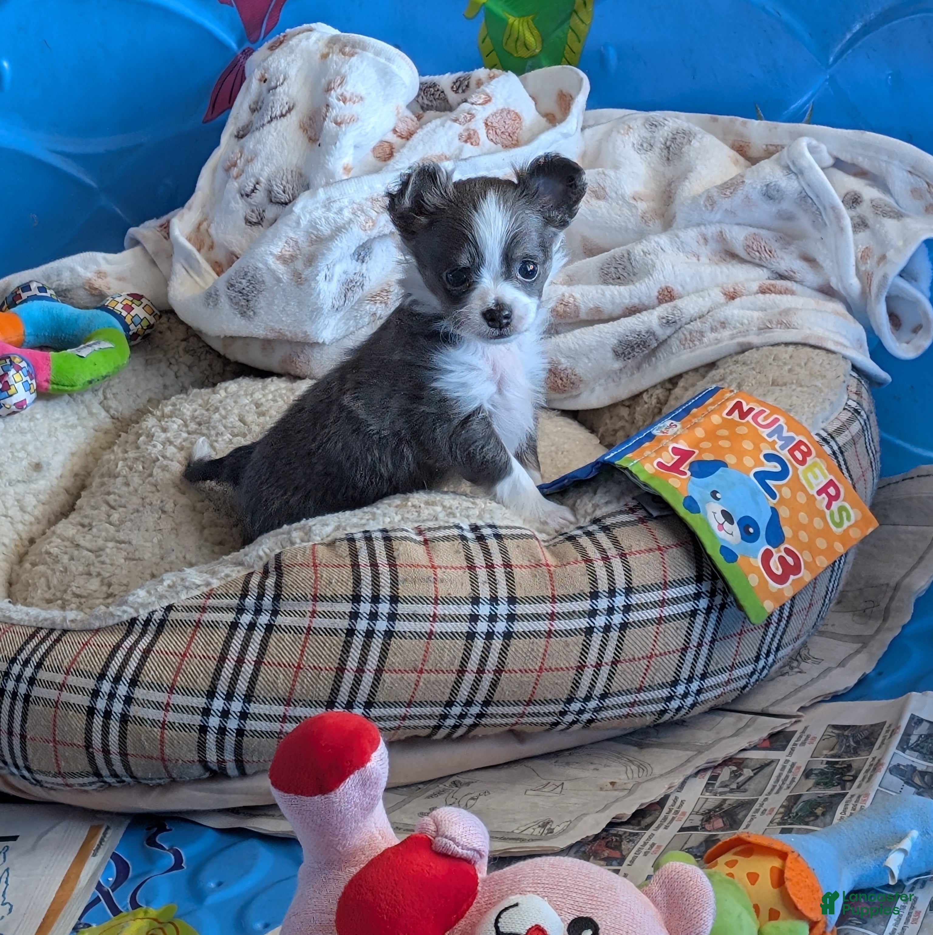 Chihuahua dogs Chihuahua Puppy 1 - Ad 1