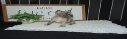 French Bulldog dogs for sale: Tyler - Ad 12