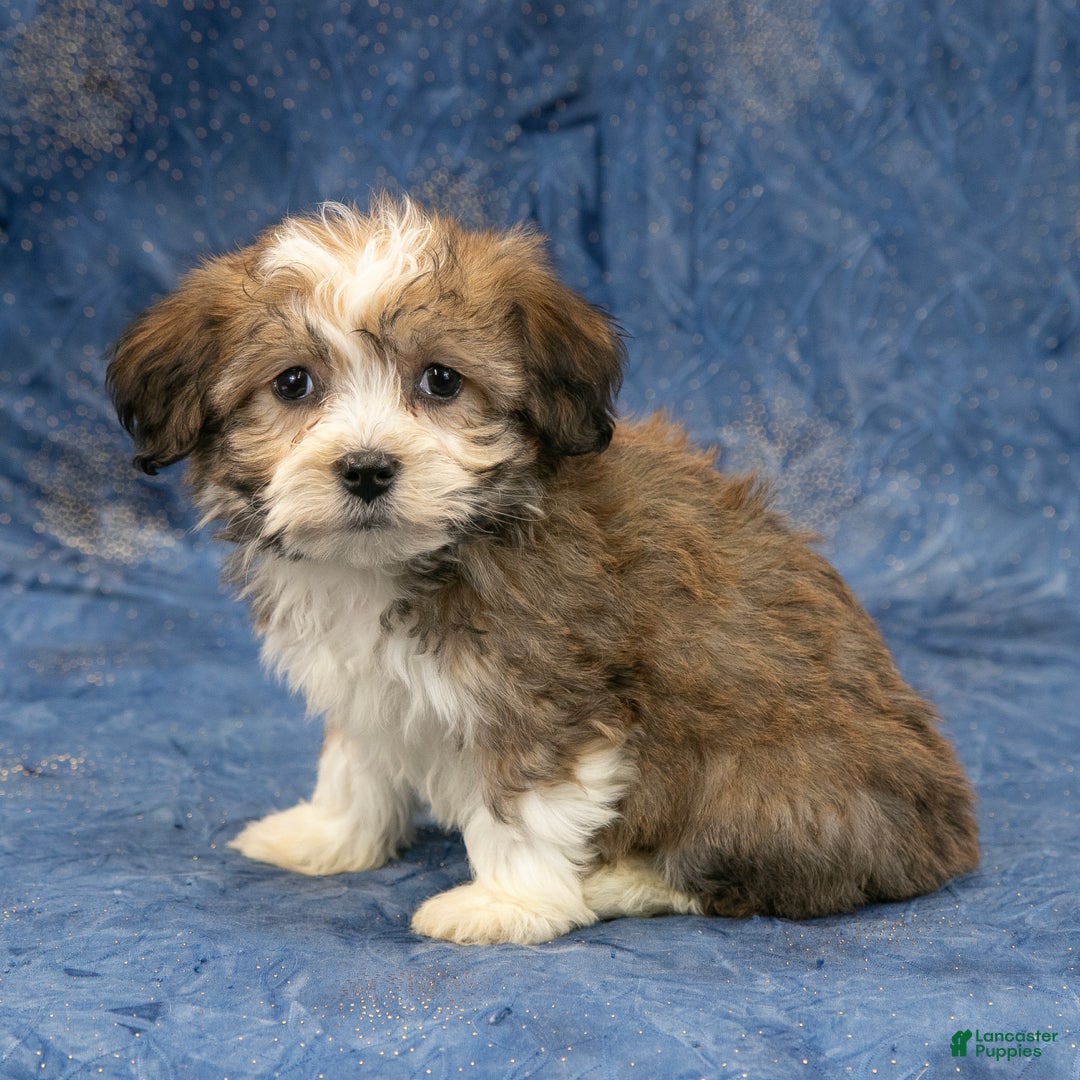 Havanese dogs for sale: Marley - Ad 3