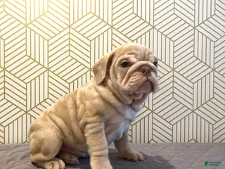 English Bulldog dogs River - Ad 10