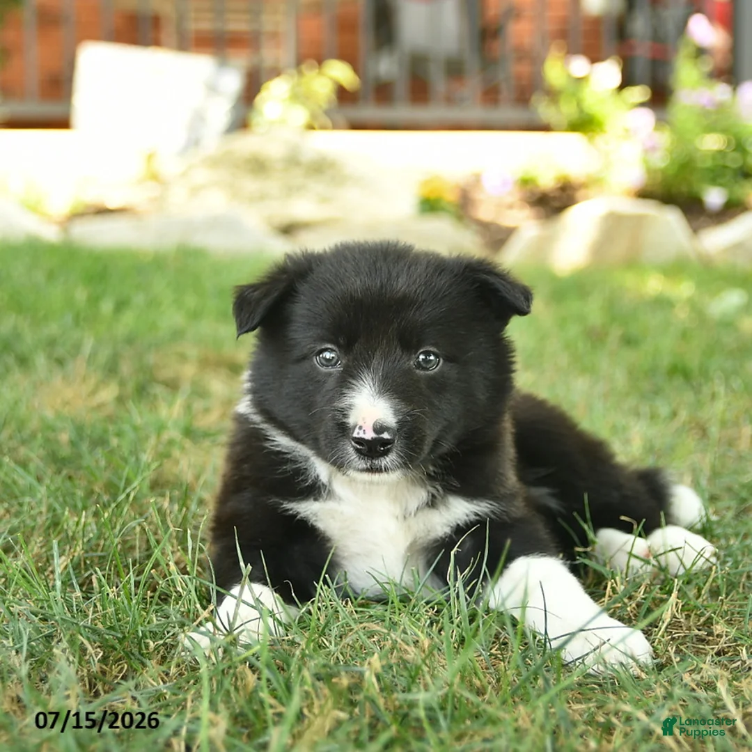 Border Collie dogs for sale: Handsome - Ad 2