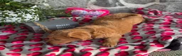 Goldendoodle dogs for sale: Nellie - Ad 11