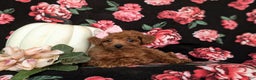 Toy Poodle dogs for sale: Tiara - Ad 5