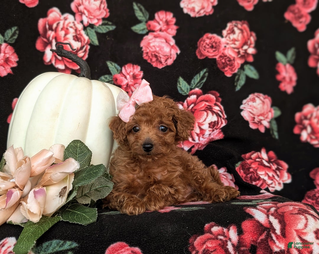 Toy Poodle dogs for sale: Tiara - Ad 5